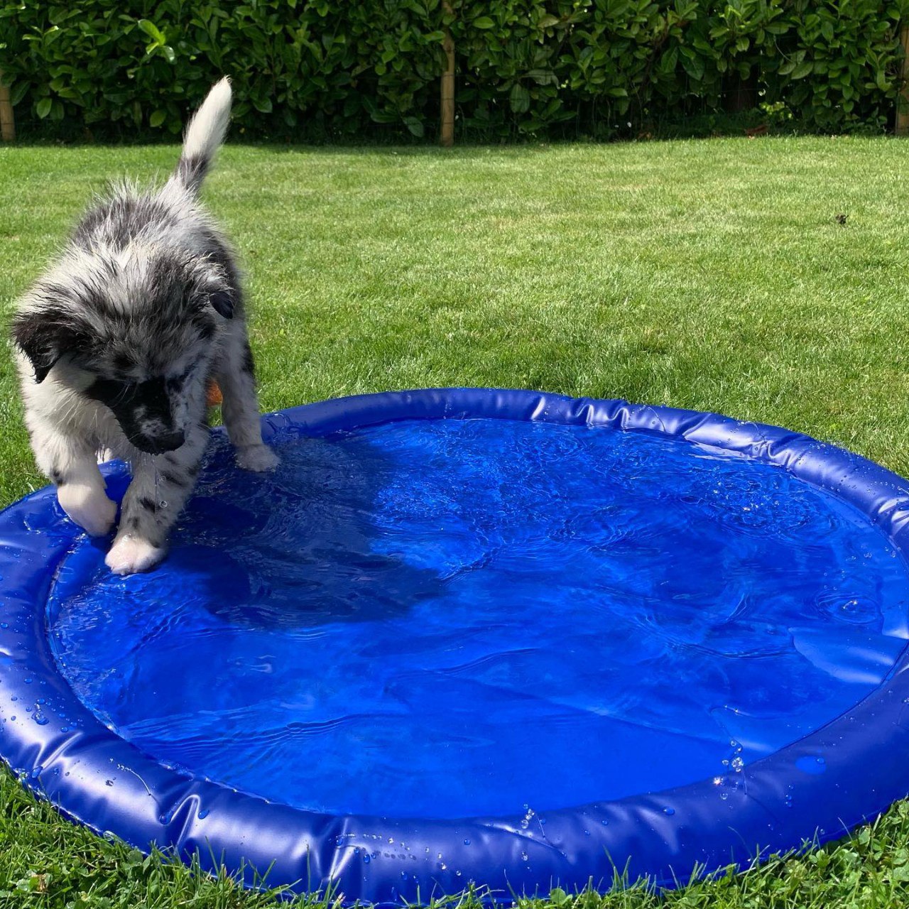 Jake - Australian Shepherd Puppy